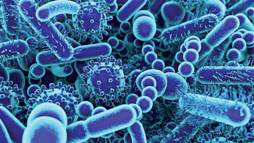 buffalo-yoghurt-bacteria.jpg