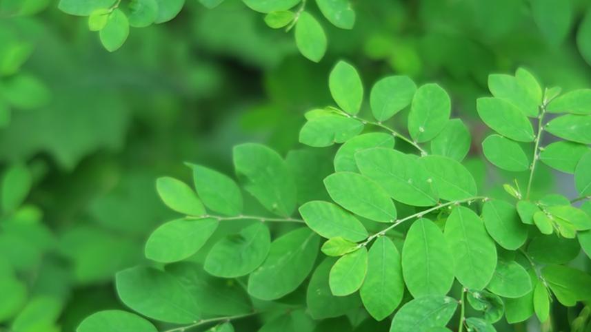 moringa_web.jpg