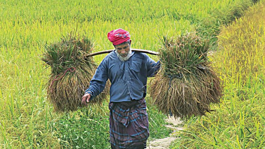 kataribhog-paddy-field-1.jpg