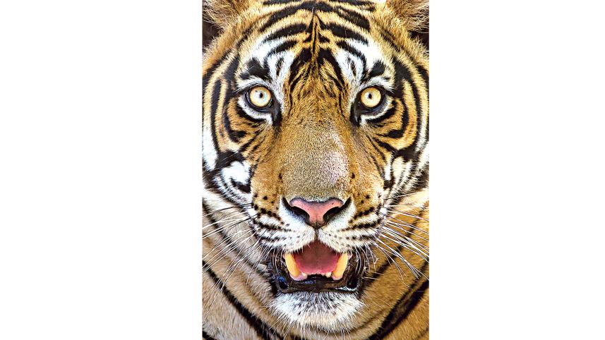 tiger.jpg