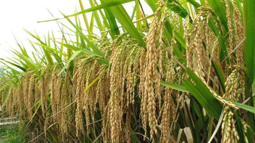 hybrid-rice-cultivation.jpg