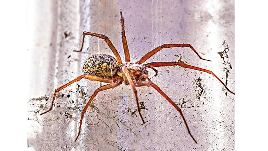 spider.jpg