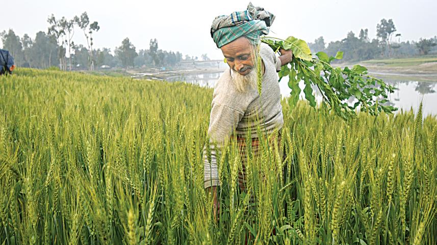 wheat.jpg
