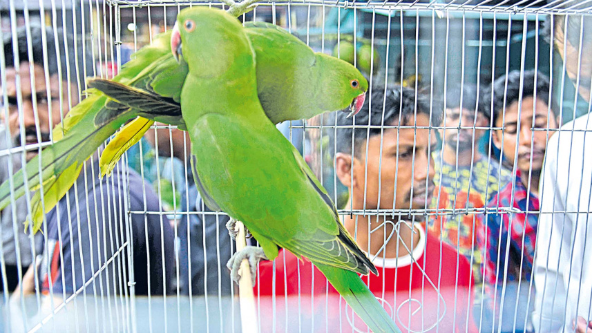 caging-10.jpg