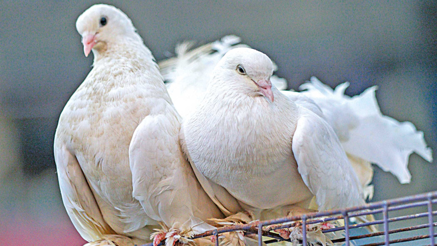 caging-4.jpg