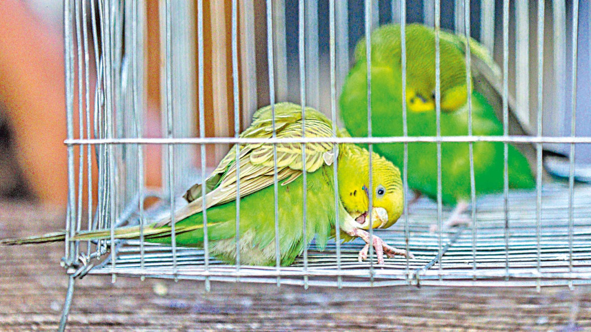 caging-5.jpg