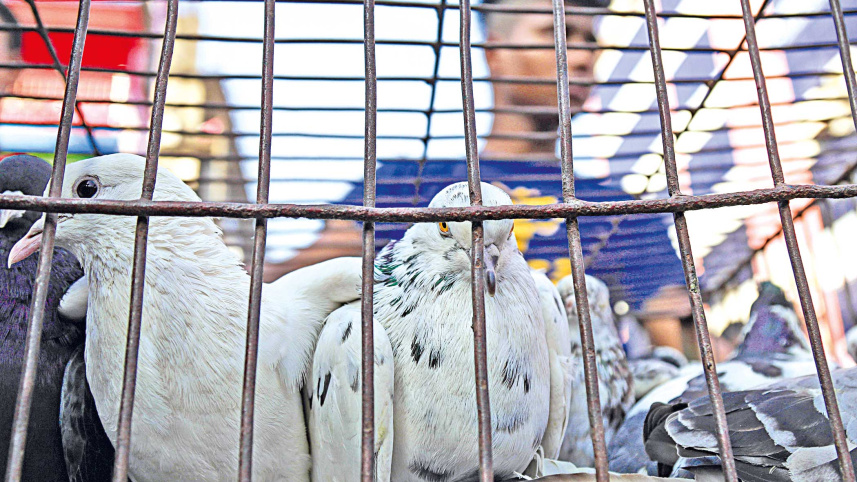 caging-7.jpg