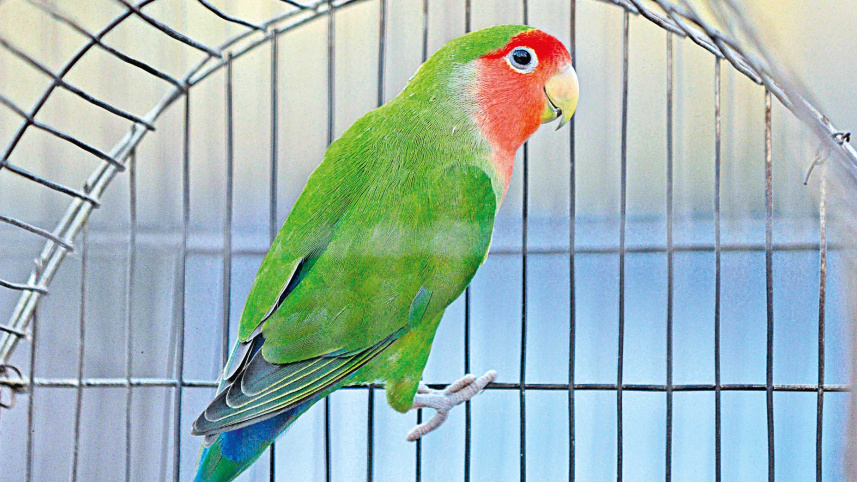 caging-9.jpg