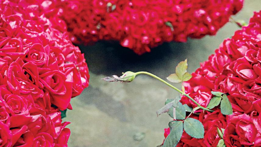 rose.jpg