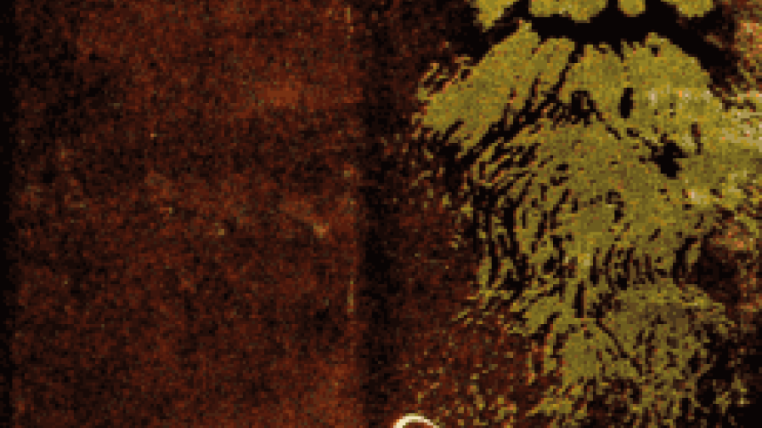 305804.png