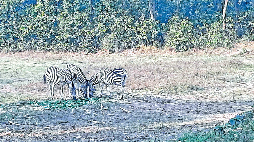 zebra.jpg