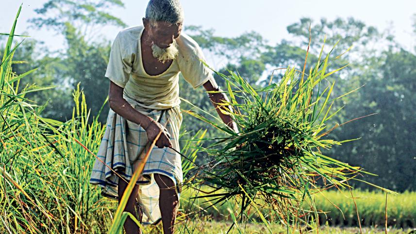 farmer.jpg