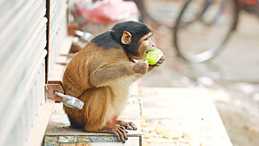 animals-in-captivity.jpg
