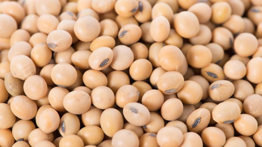 soybean-meal-export-allowed.jpg