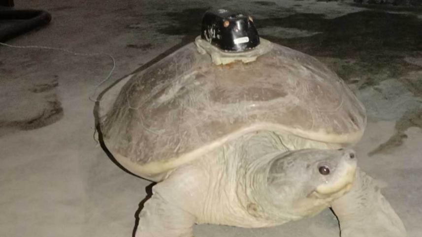 turtle.jpg