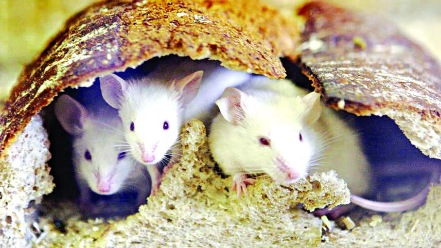 mice2.jpg