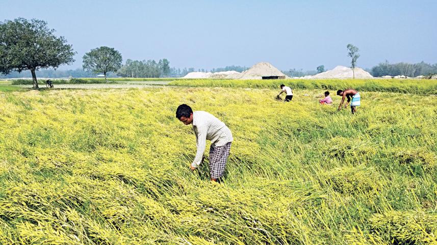 sadar-upazila-of-thakurgaon.jpg