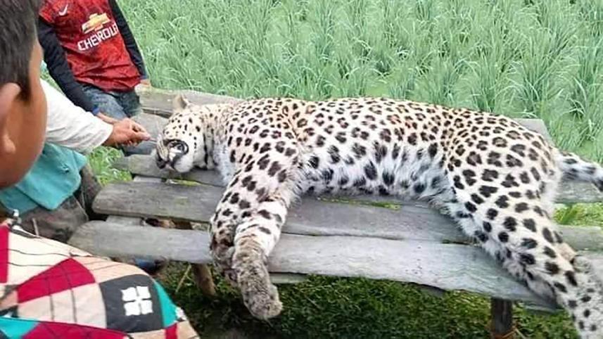 Cheetah