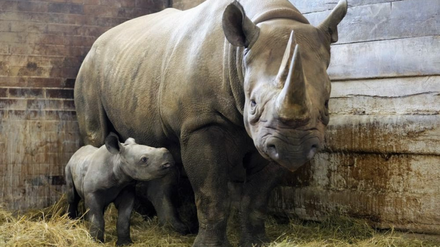 rhino_2_web.jpeg