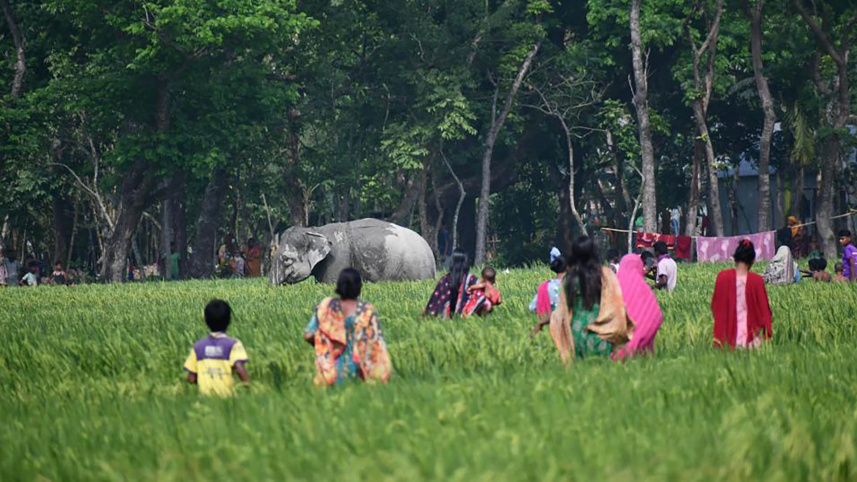 elephant-6-web.jpg