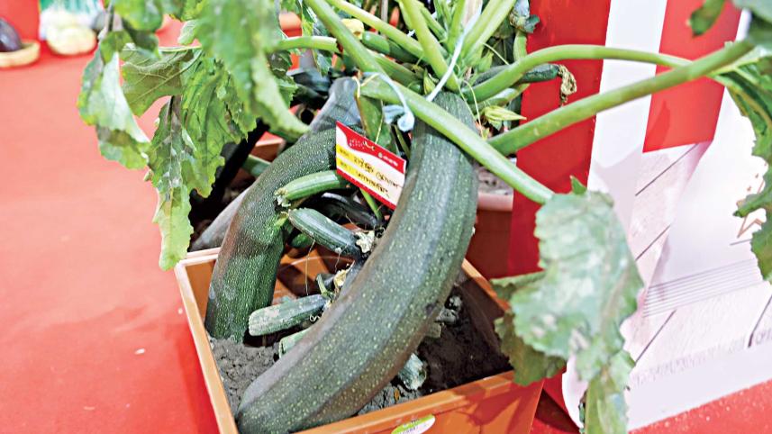 vegetable-fair-4.jpg
