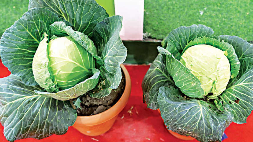 vegetable-fair-5.jpg
