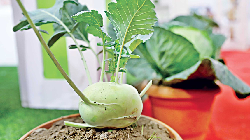 vegetable-fair-6.jpg