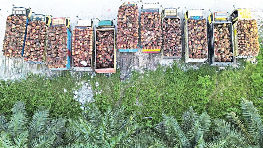 palm-oil.jpg