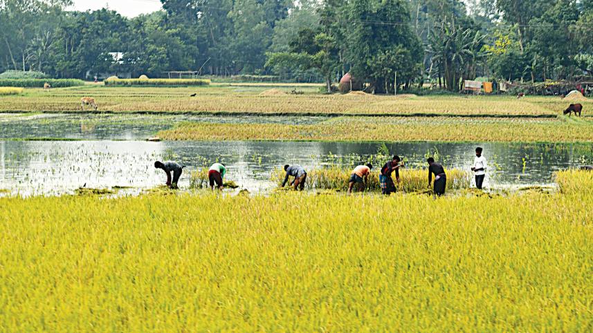 Paddy price Bangladesh goes up