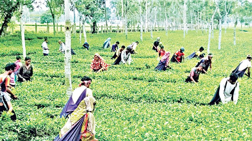 Tea growers Panchagarh worried over low prices 