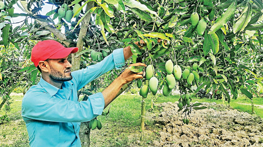 mango.jpg