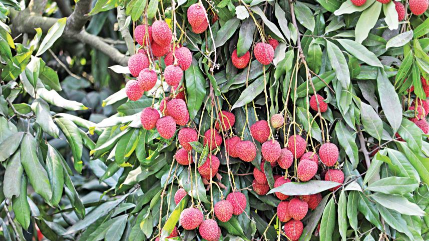 litchi-2.jpg