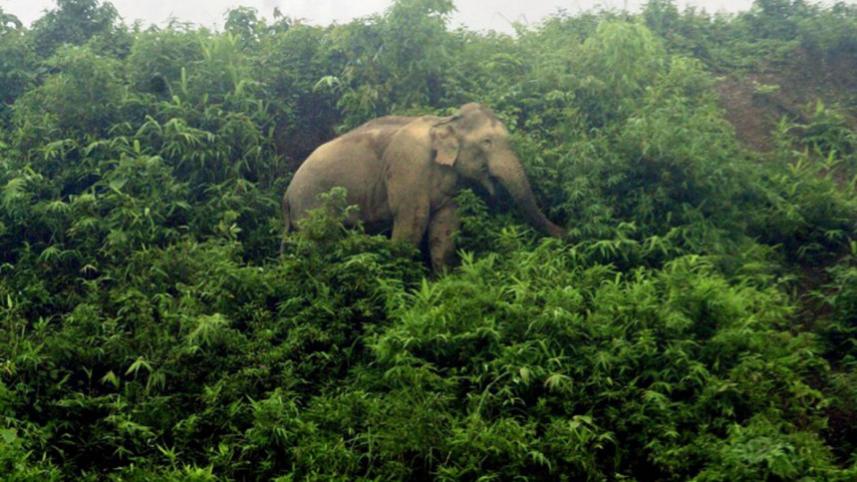 elephant_22.jpg