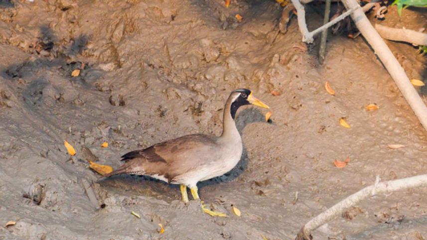 masked-finfoot-sundarban-bangladesh-endangered.jpg