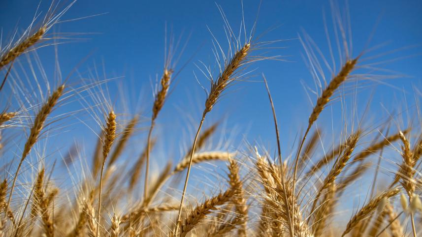 wheat export