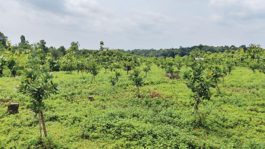 coffee-and-cashew-cultivation-1.jpg