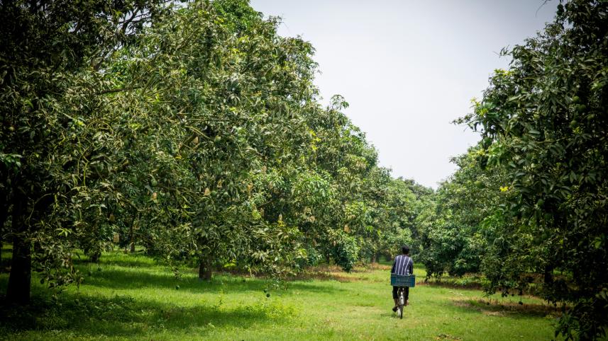 The mango garden