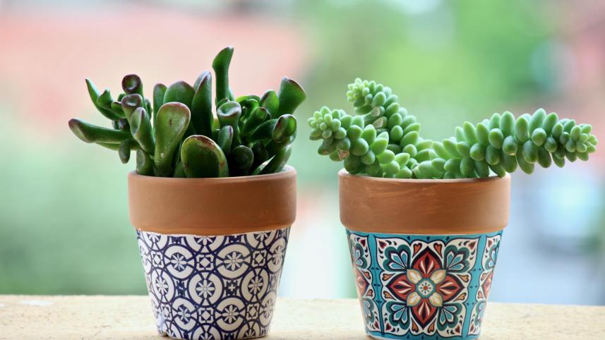 fat-plants-3369055.jpg