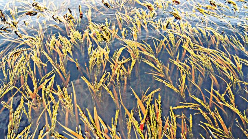 aman-paddy_0.jpg