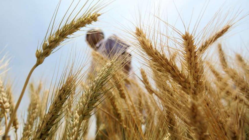 india-wheat-reuters.jpg