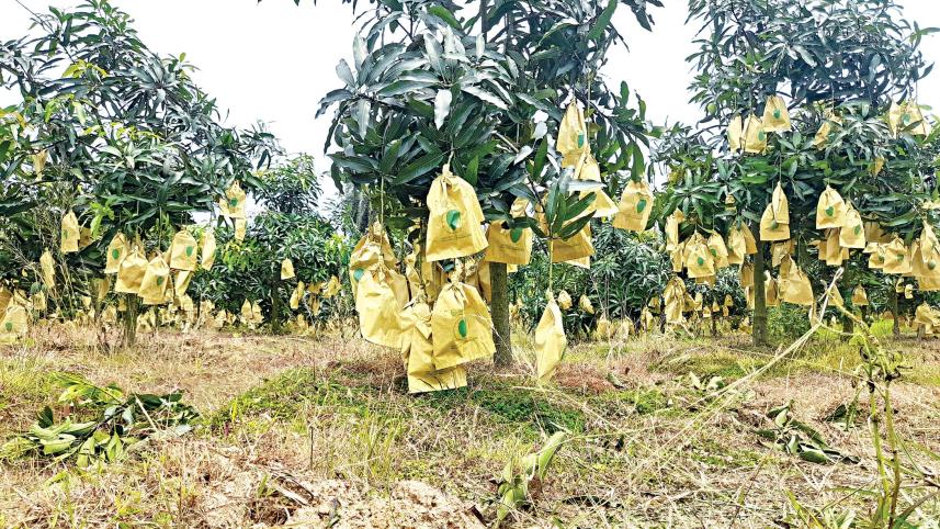 naogaon_mango.jpg