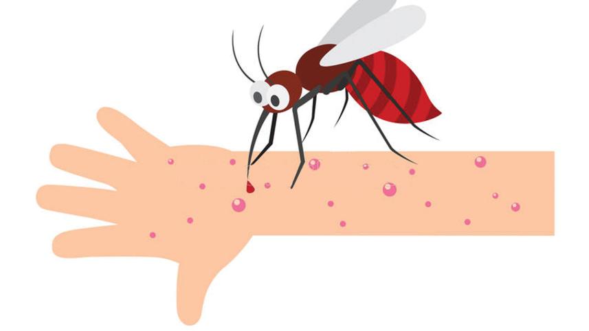 mosquito.jpg