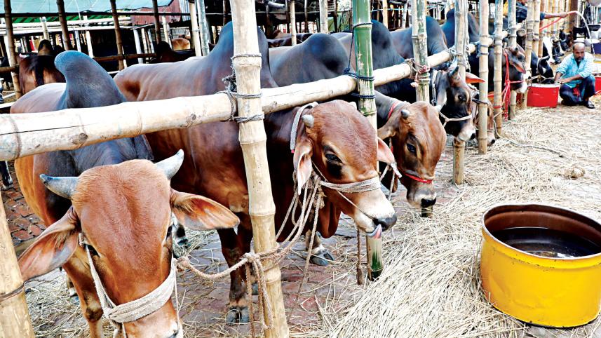 dholaikhal-cattle-market.jpg