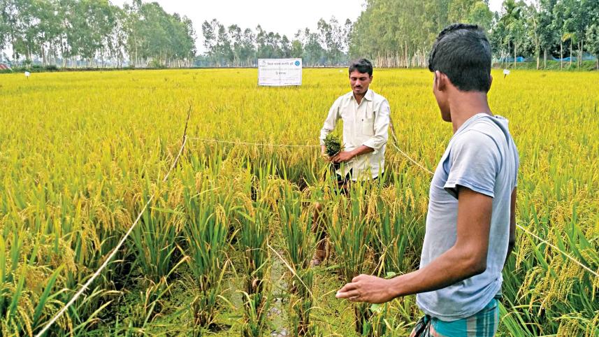 lalmonirhat_zinc_paddy.jpg
