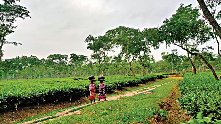 moulvibazar-1.jpg