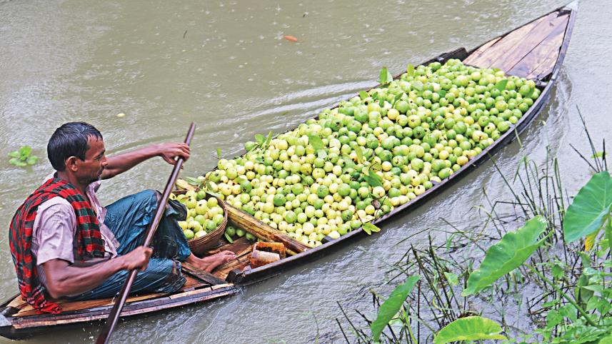 guavas-1.jpg