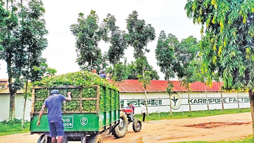 tea-refiners.jpg