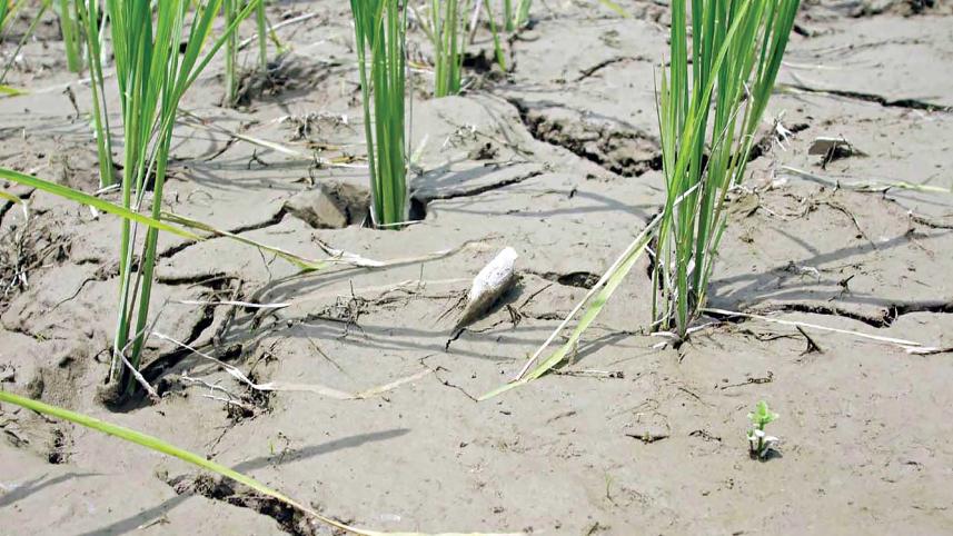 soil.jpg
