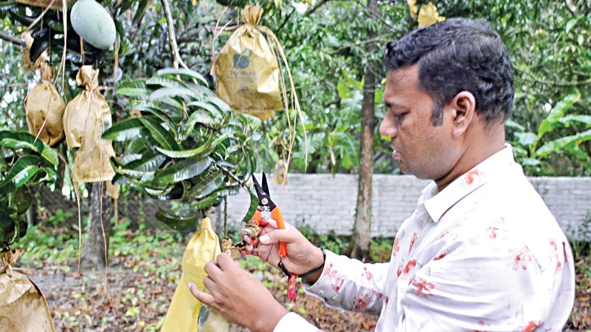 ashwina-mangoes-2.jpg