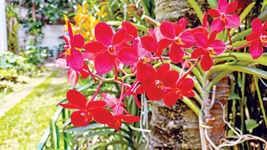 opulence-orchids-1.jpg